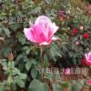 批發 大花月季種子 藤本月季花種子 玫瑰花種子 月季種子