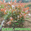 基地直銷紅葉石楠苗 四季常青庭院色塊綠籬 紅葉石楠球工程綠化苗