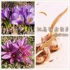 特級藏紅花種球 各種顏色齊全 /室內開花/室外繁殖