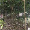 重慶八月桂花樹苗 1-1.2米，綠化名貴苗木批發