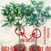 室內新款秋季庭院四季桂丹桂金桂沉香桂流蘇嫁接桂花樹苗盆景盆栽