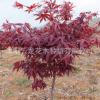 日本紅楓樹苗批發(fā)紅舞姬園林綠化苗木觀葉風景樹精品盆景紅楓苗