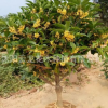 金桂桂花樹苗批發庭院觀賞盆栽花卉 金桂花苗 工程綠化苗木