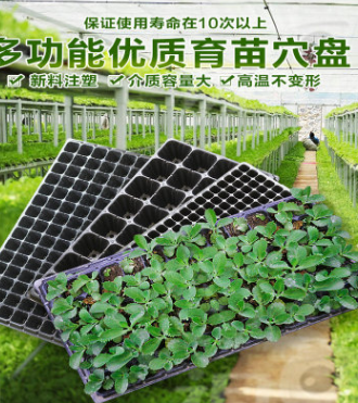 育苗盤 穴盤種植芽苗菜托盤 多肉箱 營養(yǎng)缽 加厚蔬菜可端200孔穴