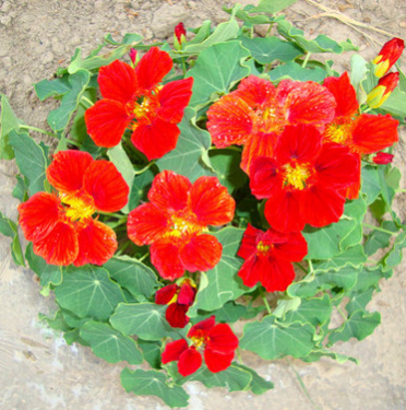 廠家直銷景觀花海花卉 旱金蓮花籽 旱荷花金蓮花 批發(fā)