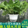 綠蘿盆栽水培植物室內(nèi)客廳除吸甲醛綠植水生植物綠籮辦公室盆栽