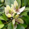 批發 含笑花苗 含笑苗 盆栽 香味獨特持久 芳香花卉