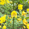大量供應綠化苗木黃花槐 雙莢決明傘房決明 價格實在 規格多種