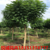藍(lán)花楹苗木批發(fā) 12公分藍(lán)花楹出售 綠化園林苗木