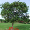 基地常年供應(yīng)烏桕樹 規(guī)格8-10 12-15 工程綠化用苗