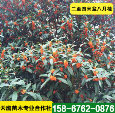 低價銷處理二至四米盆八月桂 綠化樹桂花樹 土地到期 便宜出售