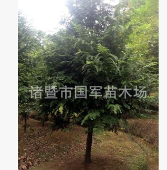 南方紅豆杉樹苗 10cm以上紅豆杉 喬木規(guī)格齊全 價(jià)格不同需要詳談