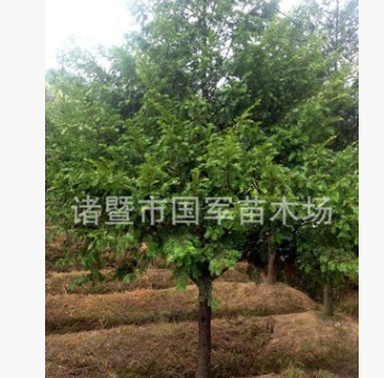 紅豆杉苗木 南方紅豆杉樹苗 9cm紅豆杉 喬木價(jià)格優(yōu)惠 成活率高