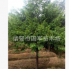 紅豆杉苗木 南方紅豆杉樹苗 9cm紅豆杉 喬木價格優惠 成活率高