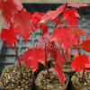 直銷美國(guó)紅楓樹苗 行道樹綠化苗木 紅楓小苗批發(fā)庭院植物