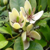 批發 含笑花苗 含笑苗 盆栽 香味獨特持久 芳香花卉
