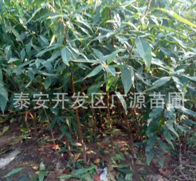紅不軟桃樹苗，中晚熟桃樹苗，耐存儲品種桃苗