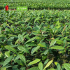 神秘果樹 3年苗蜜拉圣果變味果盆栽批發供應龍飛專業種植神秘果苗