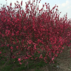 供應(yīng)花桃d4一5公分