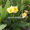 黃花美人蕉杭州黃花美人蕉水生植物黃美人蕉