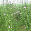江蘇木槿5*新報價/木槿5圖片