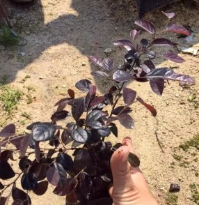 紅花繼木