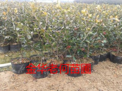 茶梅綠化工程苗出售