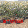 茶梅綠化工程苗出售