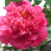 金華提供茶花嫁接技術(shù)服務(wù)