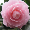 浙江供應(yīng)嫁接茶花技術(shù)服務(wù)