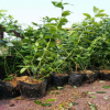 藍(lán)莓苗的種植方法PH值的范圍 裕農(nóng)20年專業(yè)培育適應(yīng)南北方藍(lán)莓苗