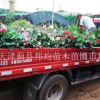 天津市薊縣月季花