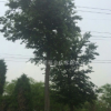 樸樹