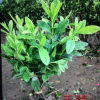 40g公分毛鵑苗