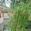 批發黃菖蒲 水生花卉植物金邊菖蒲苗 園林濕地綠化