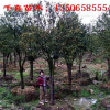 金桔大樹 金華金桔產(chǎn)地 供應(yīng)求購(gòu)金桔樹就到浙江千喜苗木