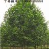 供應(yīng)福建樂昌含笑 福州樂昌含笑價(jià)格發(fā)布