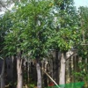 大葉榕,揭陽花木場,普寧花木場,揭陽普寧源記花木場