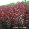 供應優質紅葉李 易活易種植紅葉李 工程園林綠化 紅葉李樹規格齊