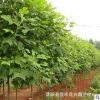 優質馬褂木基地直銷 鵝掌楸小苗 園林綠化苗木 規格齊全