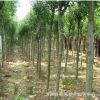 基地直供大葉女貞 速生大葉女貞苗木 工程綠化樹木行道樹 規(guī)格全