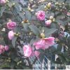 基地直銷茶梅花苗 茶梅苗 芳香花卉 工程綠化苗木