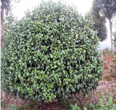 供應大葉七心茶花球 冠偪150cm茶花球類 山茶球價格