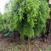 批發5-6-7-8-10cm公分龍爪槐 湖南龍爪槐質量好