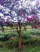 供應(yīng)欒樹、香樟、紫薇、紅楓、雞爪槭、櫻花、垂絲海棠、無患子
