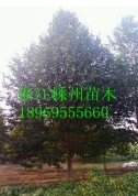 供應(yīng)18-20-25-30公分樂昌含笑