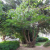 供應苗圃直銷行道樹苗 園林綠化樹風景樹