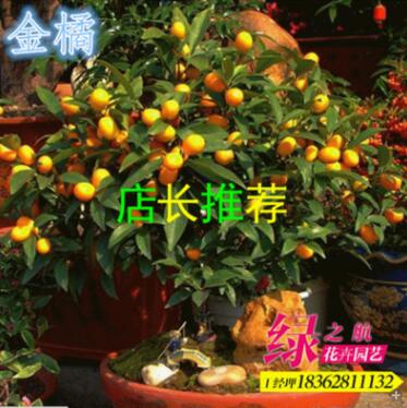 批發小青桔果樹苗 食用果 金橘 綠植盆栽通用型果樹