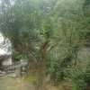 蘇樸樹(shù)