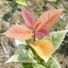 供應珍珠彩葉桂/珍珠彩桂/國色天香桂花扦插苗